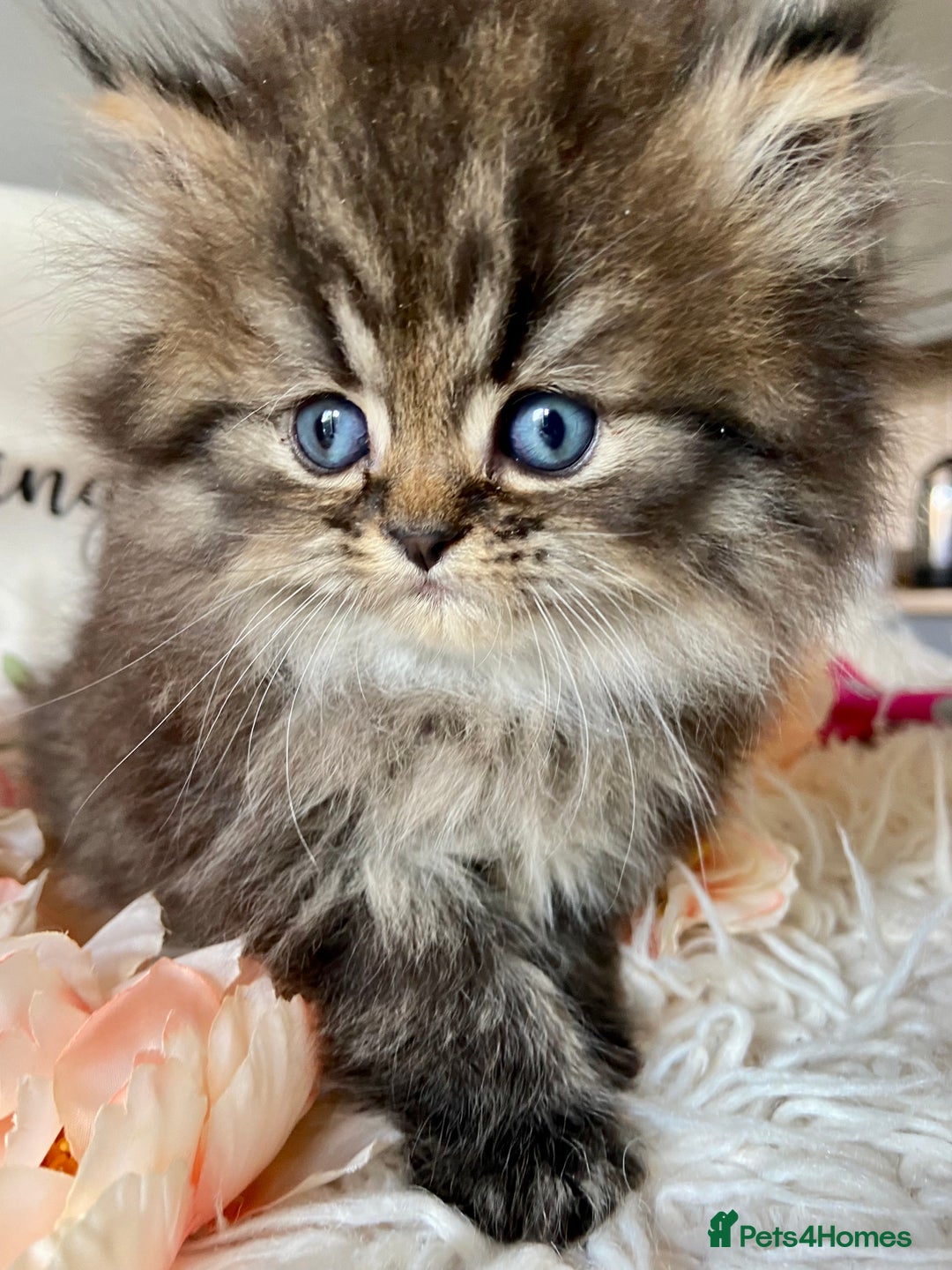 Persian cats for sale: TICA reg golden chinchilla Persian female  - Image 1