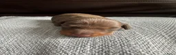 Dachshund dogs for sale: Female Dachshund Puppy  in Bridgend - Advert 3