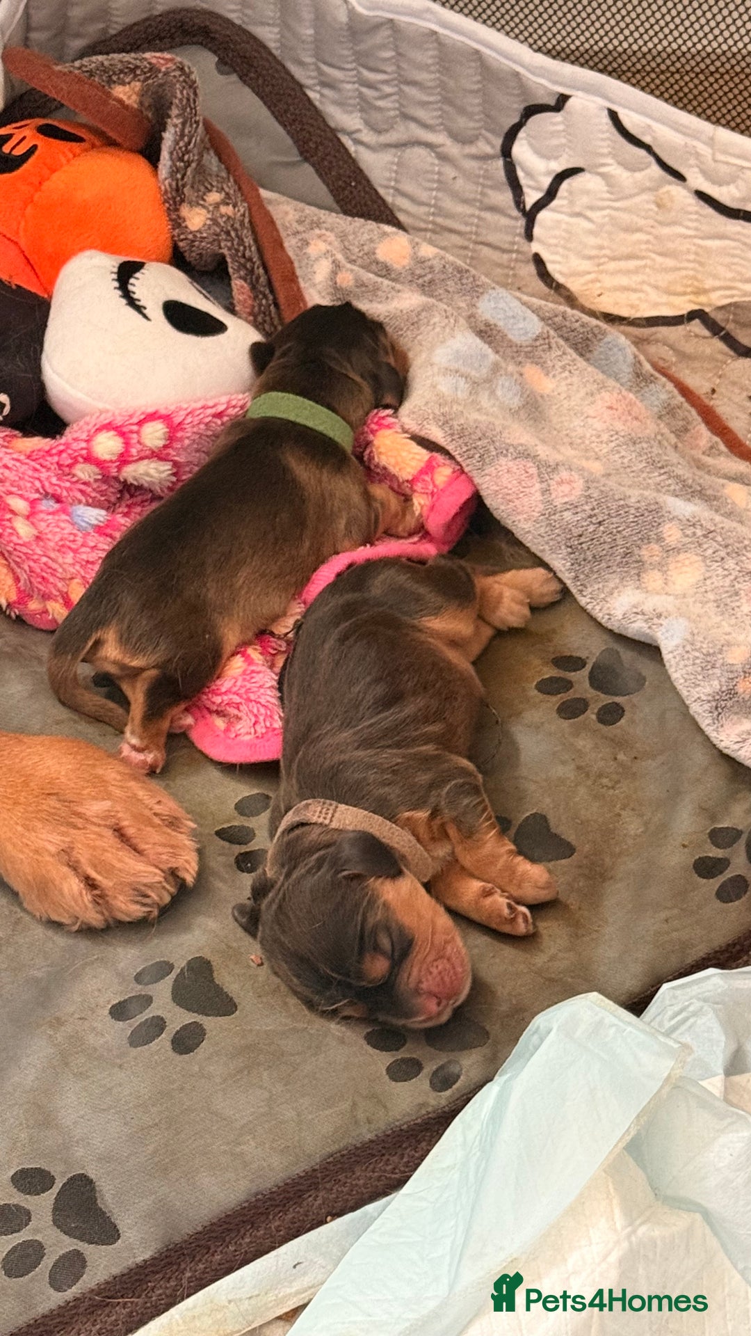 Cocker Spaniel dogs for sale: Gorgeously adorable Show Cocker Spaniels - Image 8