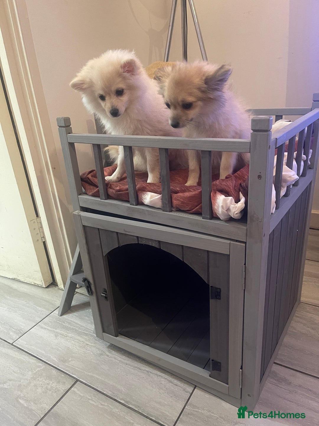 Pomeranian dogs for sale: ✨ Beautiful Healthy Puppy for Sale ✨ - Advert 2