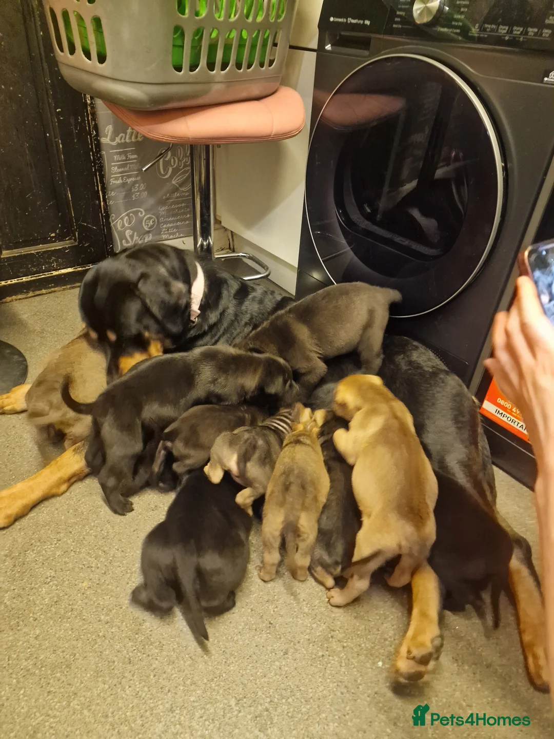 Mixed Breed dogs for sale: 11 chunky rottpei puppys  - Advert 19