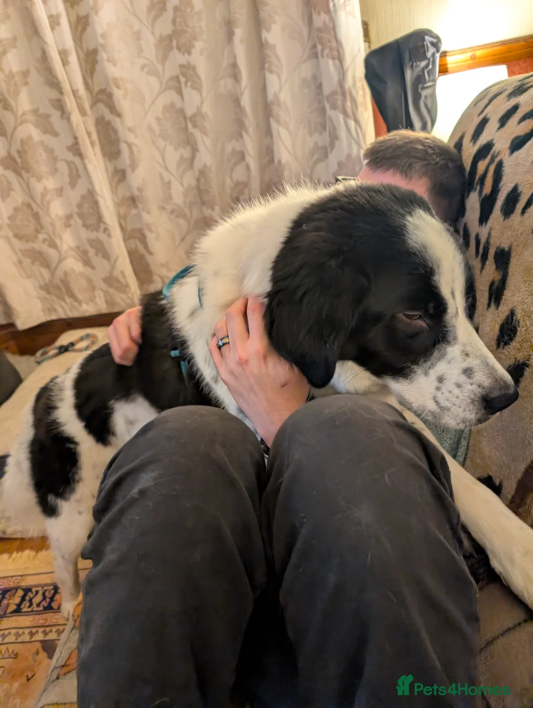 Mixed Breed dogs for adoption: Mecho, 1.5-2 yrs old. I adopted . - Advert 7