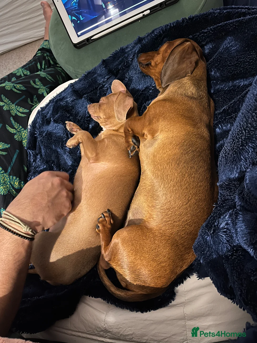 Chiweenie dogs for sale: 1 year old dachshund looking for forever home - Advert 15