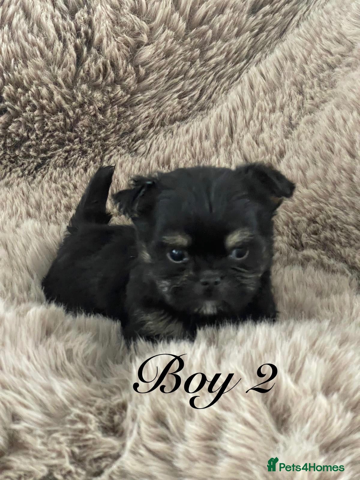 Shorkie dogs Gorgeous Shorkie Puppies Vaccinated &Microchipped  - Advert 2