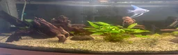 Angelfish fish for sale: Established tank/Aquarium and fish for sale  - Advert 3