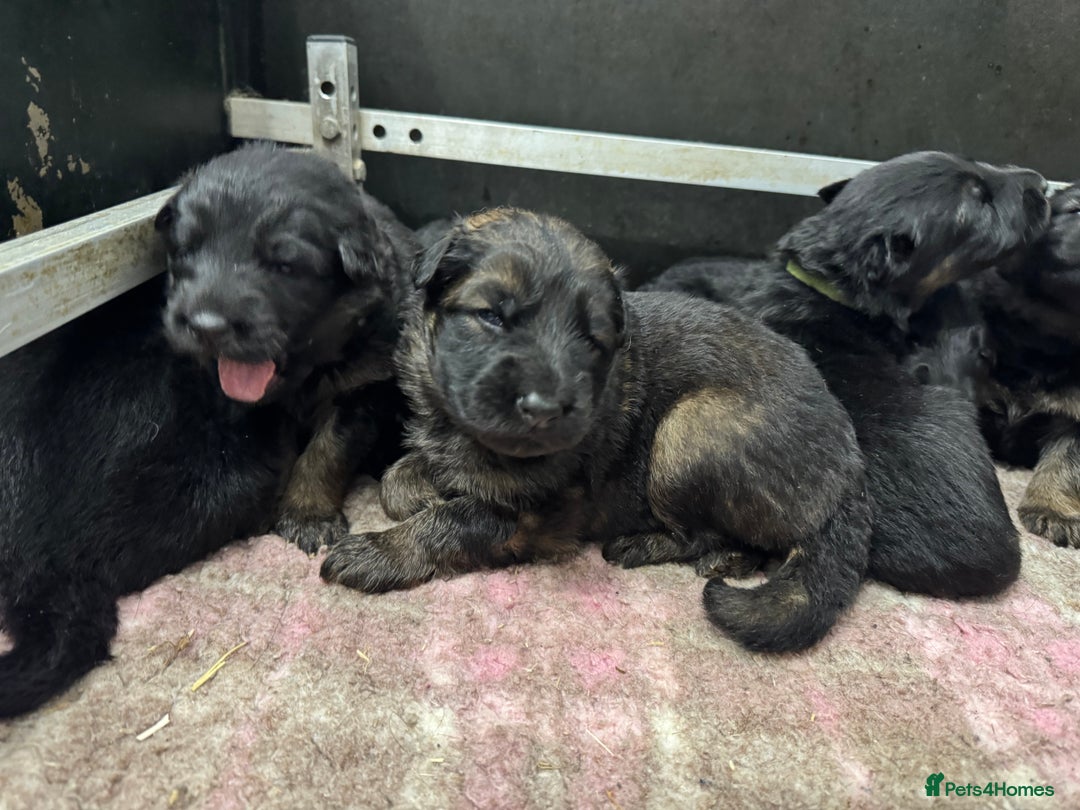German Shepherd dogs for sale: GERMAN SHEPHERD LONG COATED PUPPIES - Image 23
