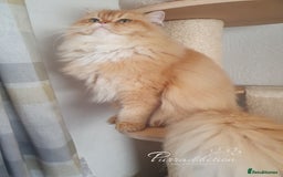 British Longhair cats for sale: Last Cinnamon Golden Shaded boy - Advert 6