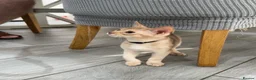 Abyssinian cats for sale: 🐾 Handsome Fawn Silver Aby Boy - ready now  - Advert 3