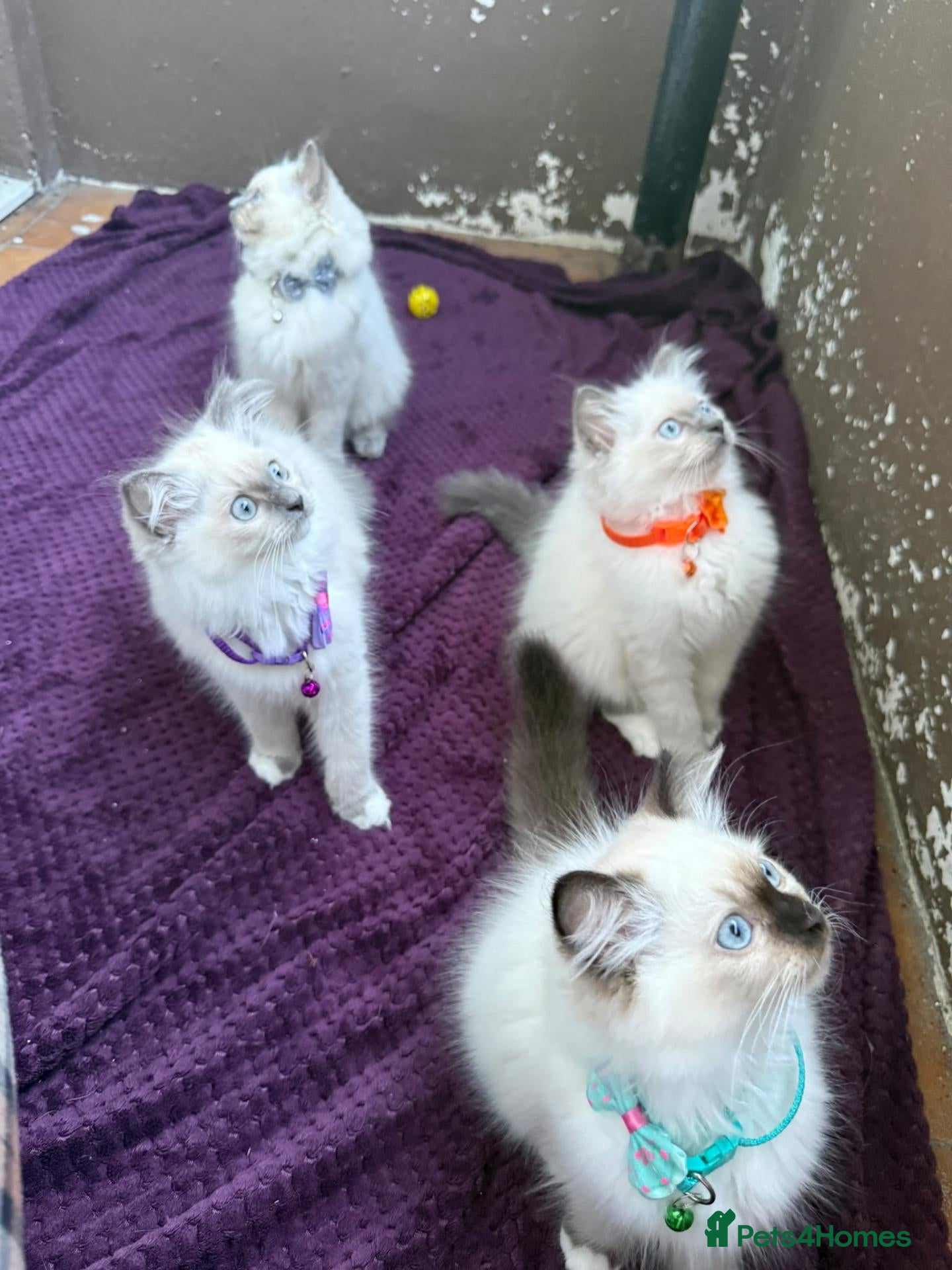 Persian cats 3 Ragdoll kittens - Advert 14