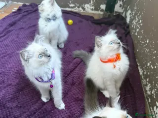 Persian cats 3 Ragdoll kittens - Advert 14