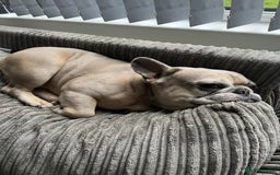 French Bulldog dogs for sale: Pablo - Advert 10