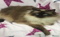 Maine Coon cats for sale: Ragdoll x Maine coon kittens  - Image 10