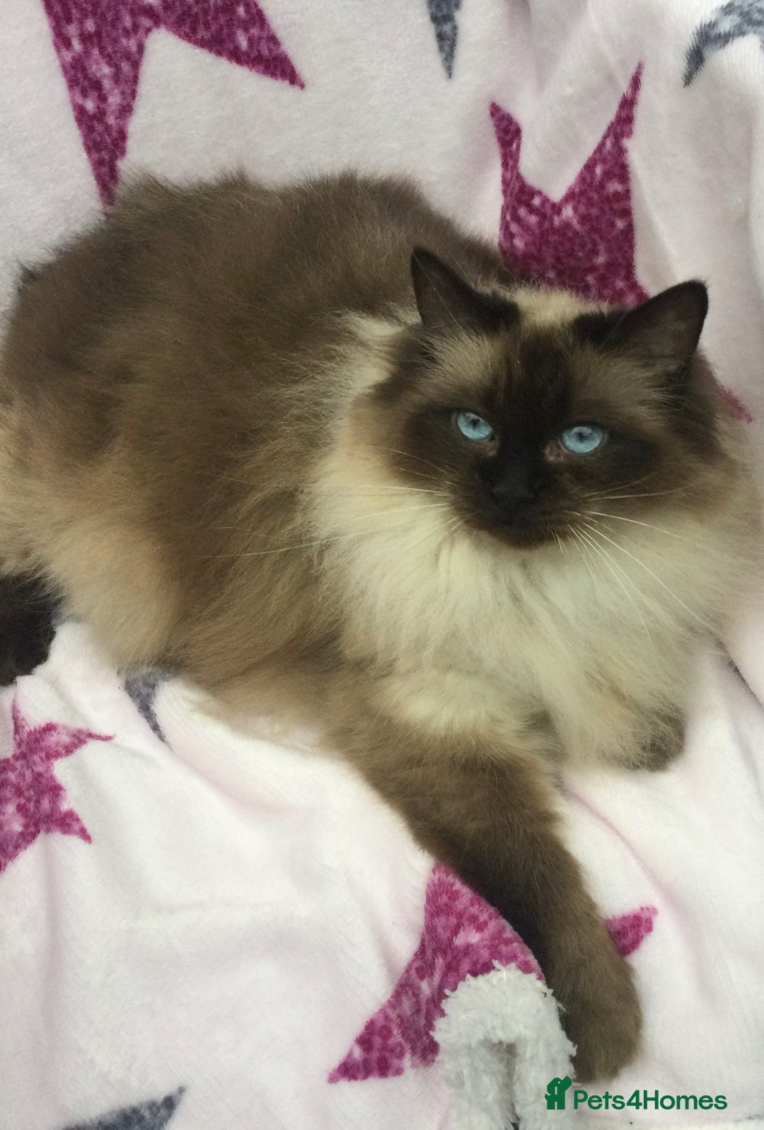 Maine Coon cats for sale: Ragdoll x Maine coon kittens  - Image 10