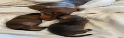 Miniature Dachshund dogs for sale: Two handsome KC miniature dauchounds for sale  - Advert 7