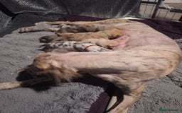 Lurcher dogs for sale: Saluki Lurcher  - Image 8