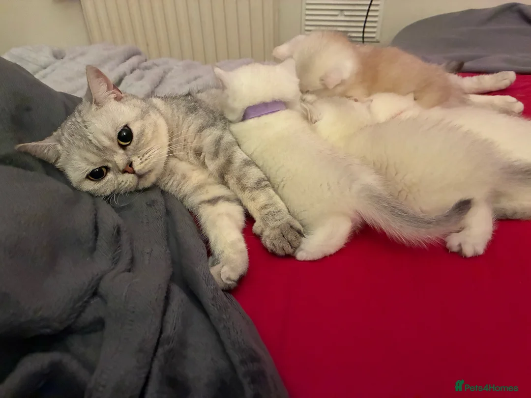 British Shorthair cats for sale: Stunning Gold/Silver Tipped BSH Kittens - Advert 9