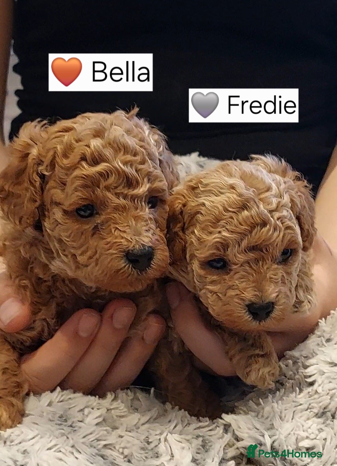 Toy Poodle dogs Tiny Asian Toy Poodle Puppies  - Advert 2