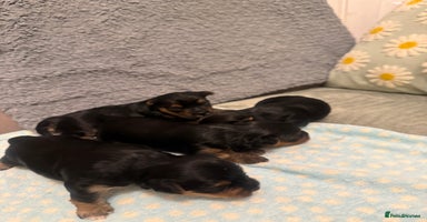 Yorkshire Terrier dogs - Advert 12