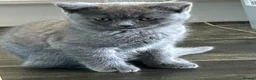 British Shorthair cats for sale: British Shorthair  - Advert 6