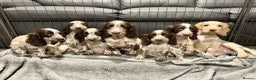 Cocker Spaniel dogs for sale: Cocker Spaniel Puppies Ready Now  - Advert 2