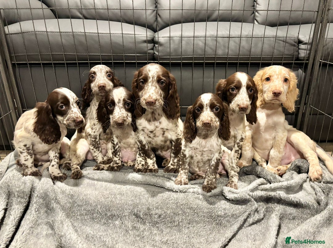Cocker Spaniel dogs for sale: Cocker Spaniel Puppies Ready Now  - Advert 2