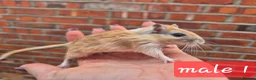 Gerbil rodents for sale: 8 gerbils looking for homes - Advert 4