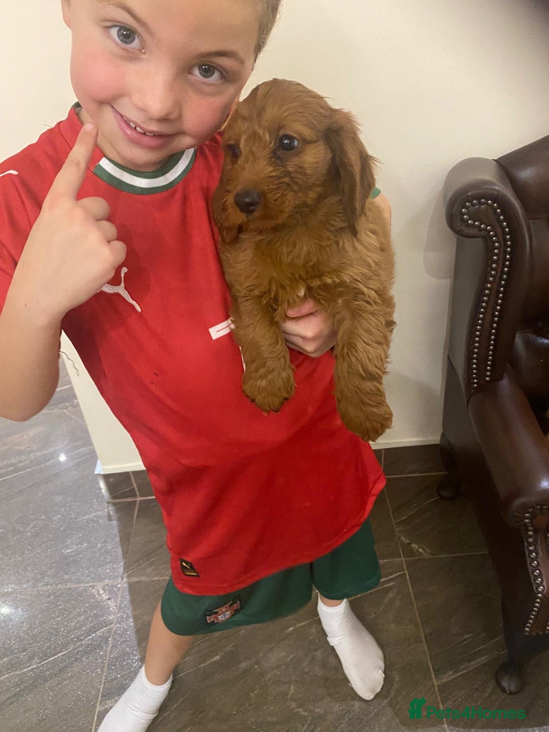 Cockapoo dogs for sale: Ready to leave cockerpoos  - Advert 6