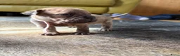 Mixed Breed dogs for sale: 7 Beautiful French Bull Dog Puppies  - Advert 14
