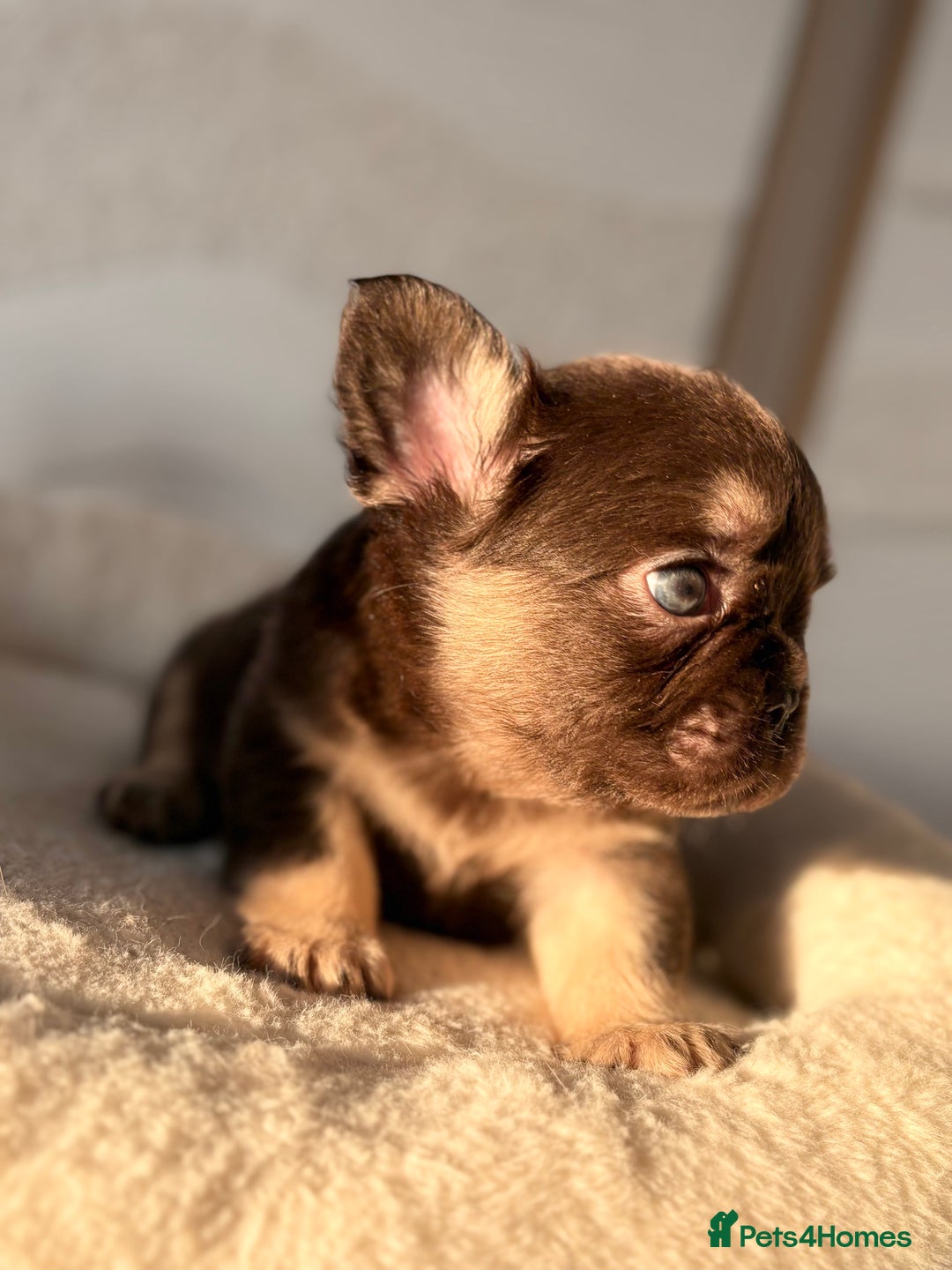 French Bulldog dogs for sale: Beautiful litter off French bulldog puppies  - Image 18