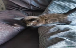 Mixed Breed cats for sale: I have 4 kittens  - Image 4