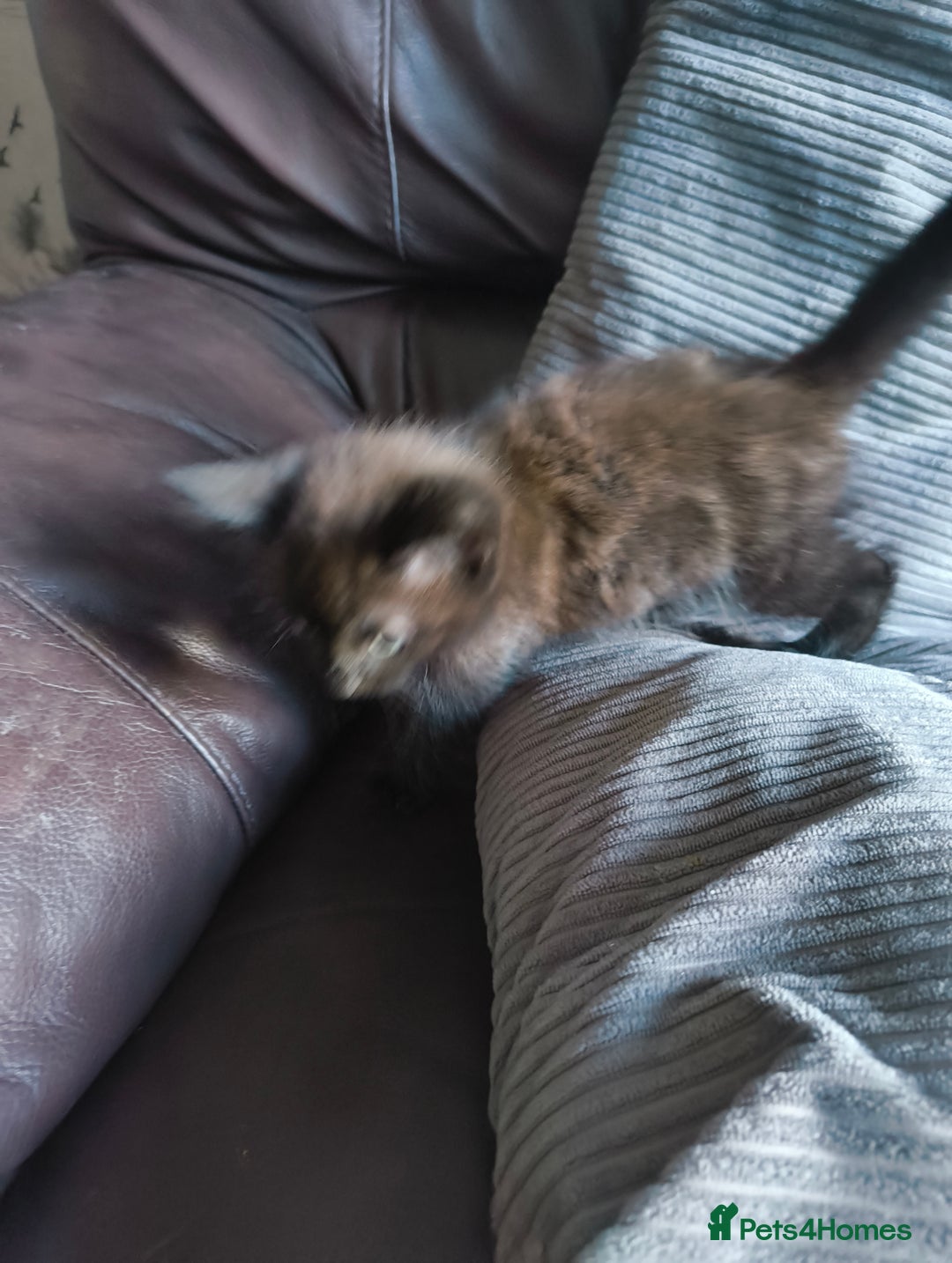 Mixed Breed cats for sale: I have 4 kittens  - Image 4
