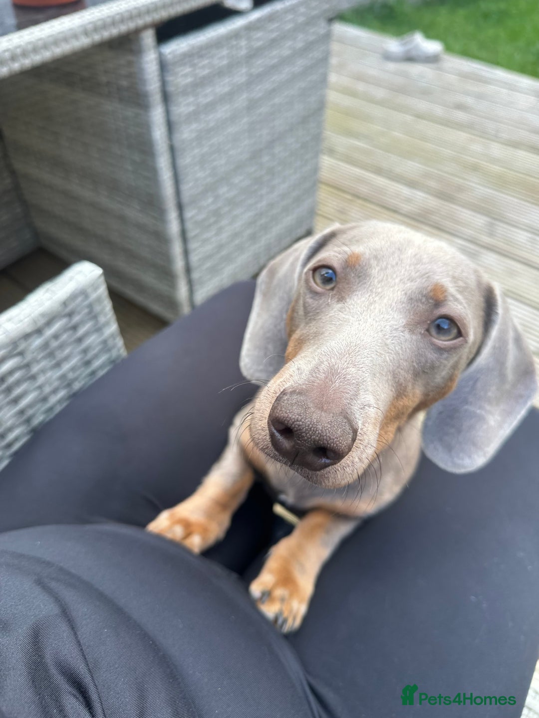 Dachshund dogs for sale: Reggie  - Image 7