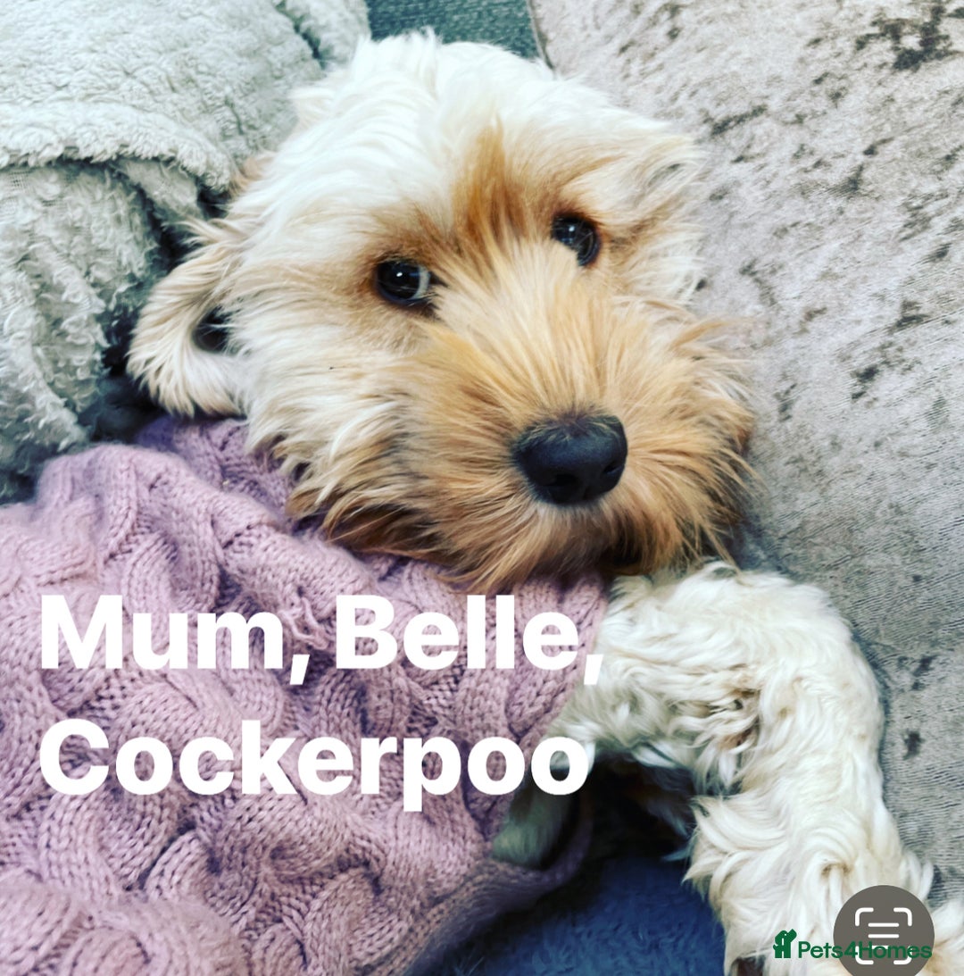 Cockapoo dogs for sale: Beautiful, Rare Cockapoo Puppies – Ready 17th Nov - Image 22