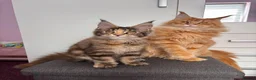 Maine Coon cats for sale: ✨Last Pure Bred Maine Coon Kitten Available  - Advert 7