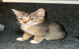 Domestic Shorthair cats for sale: 4 beautiful domestic shorthairs for sale  - Image 10