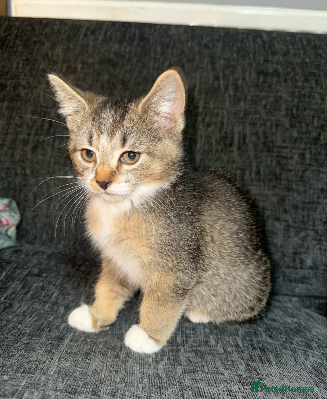 Domestic Shorthair cats for sale: 4 beautiful domestic shorthairs for sale  - Image 10