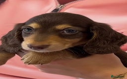 Miniature Dachshund dogs for sale: Miniature Long Haired Dachshund **Last Boy** in Saint Helens - Image 28