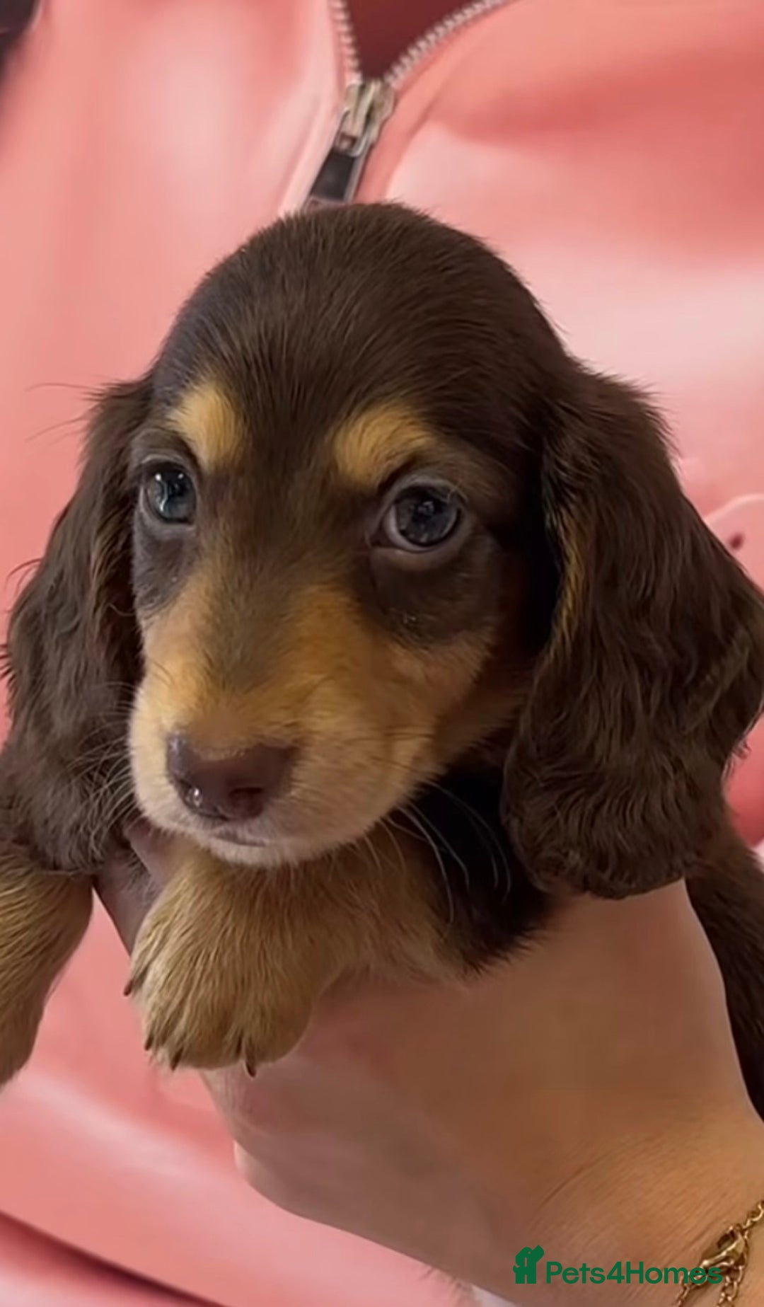 Miniature Dachshund dogs for sale: Miniature Long Haired Dachshund **Last Boy** in Saint Helens - Image 28