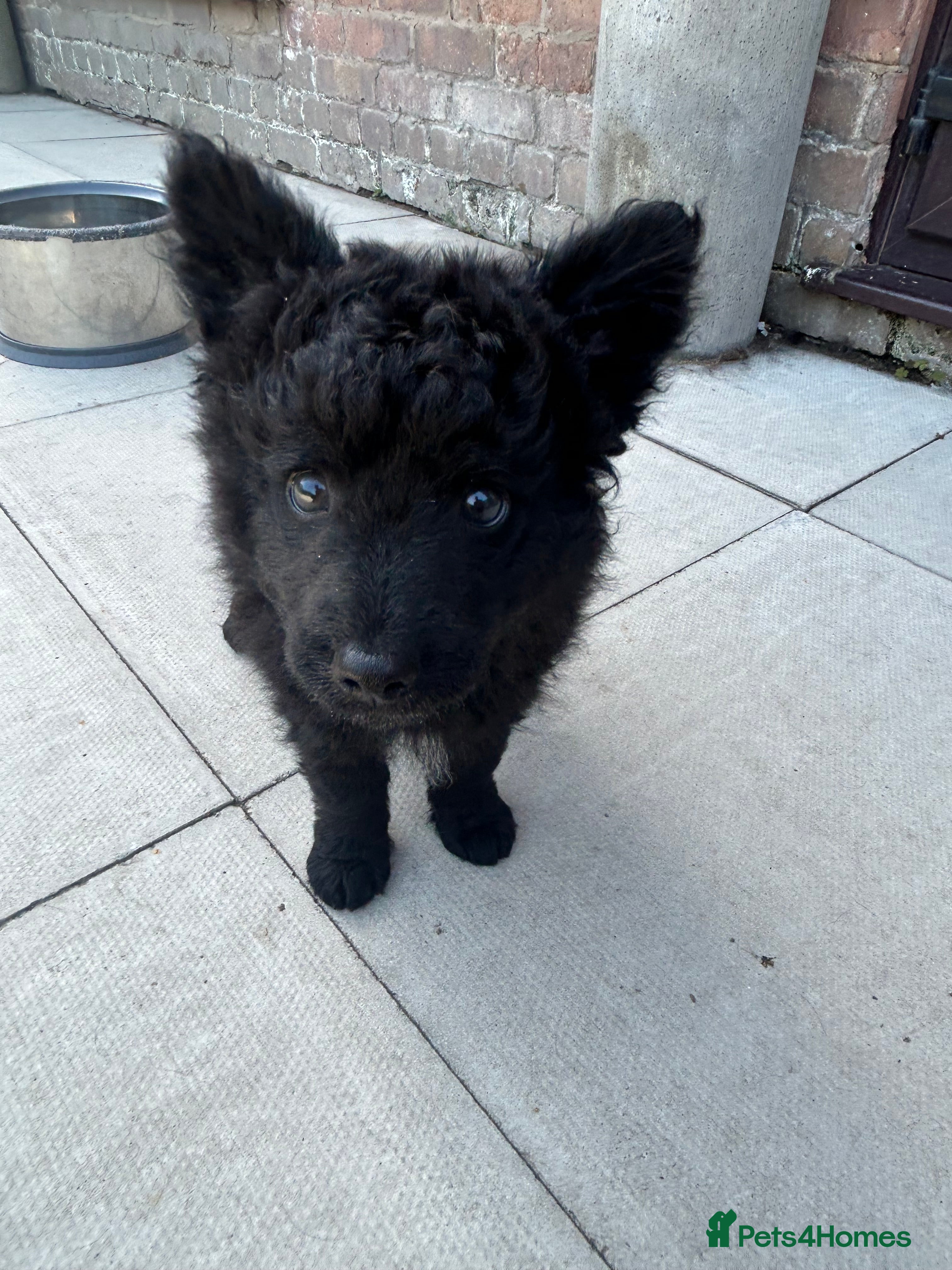 Mudi dogs KC registered Hungarian Mudi puppies  - Advert 2