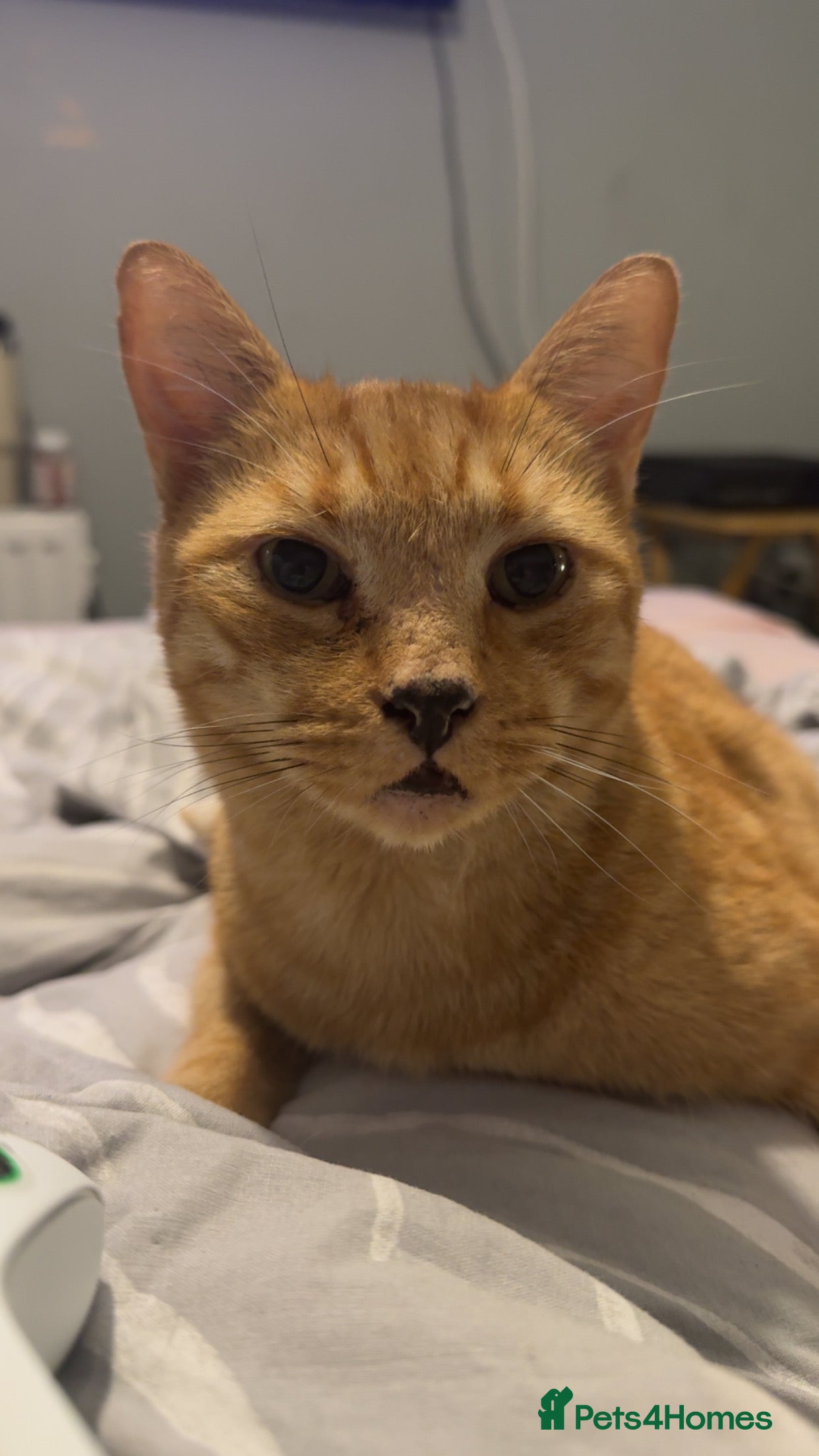 Mixed Breed cats Buddy in Southend-on-Sea - Advert 9