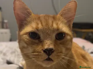 Mixed Breed cats Buddy in Southend-on-Sea - Advert 9