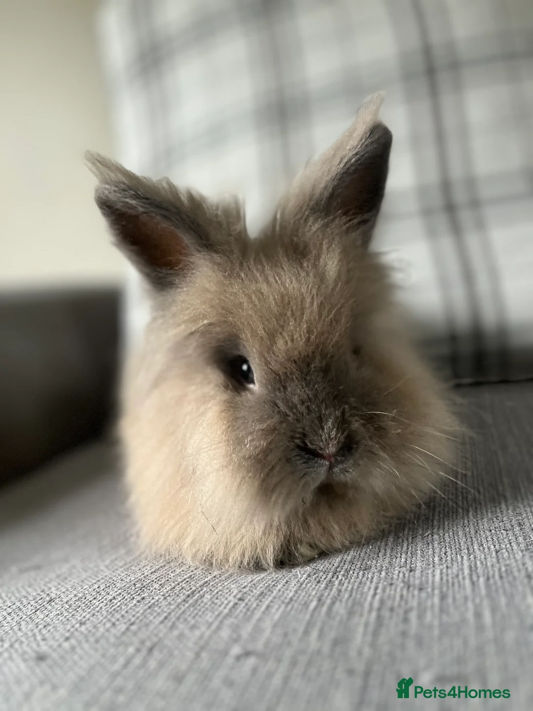 Mixed Breed rabbits for sale: Angora cross lion head - Advert 3