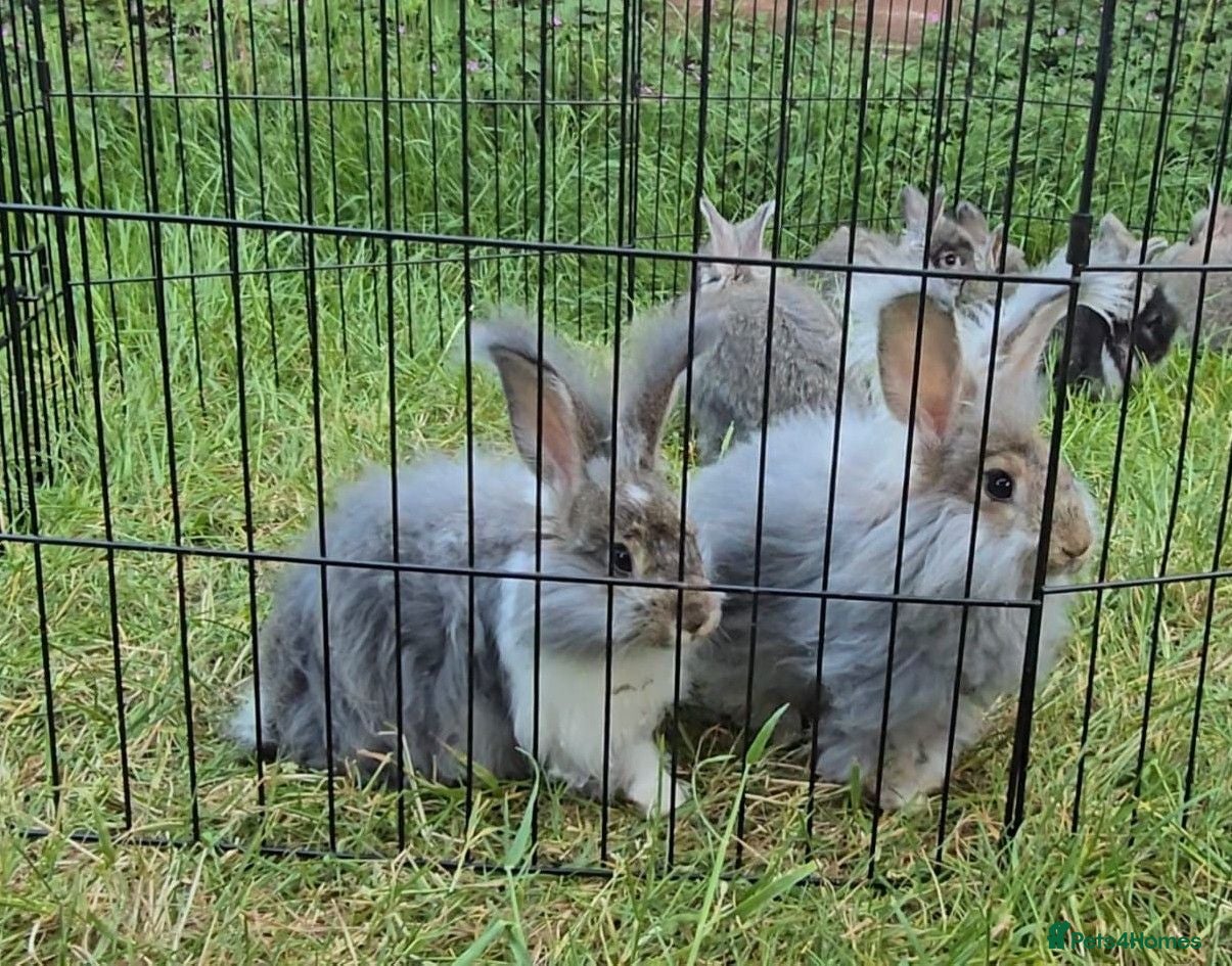 Angora rabbits 💜 Beautiful English Angora rabbits 💜 ready now  - Advert 2