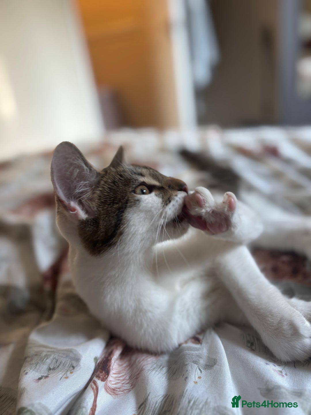 Domestic Shorthair cats for sale: Ash and Goose - Image 13