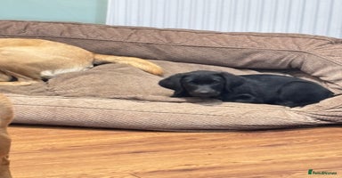 Labrador Retriever dogs - Advert 4