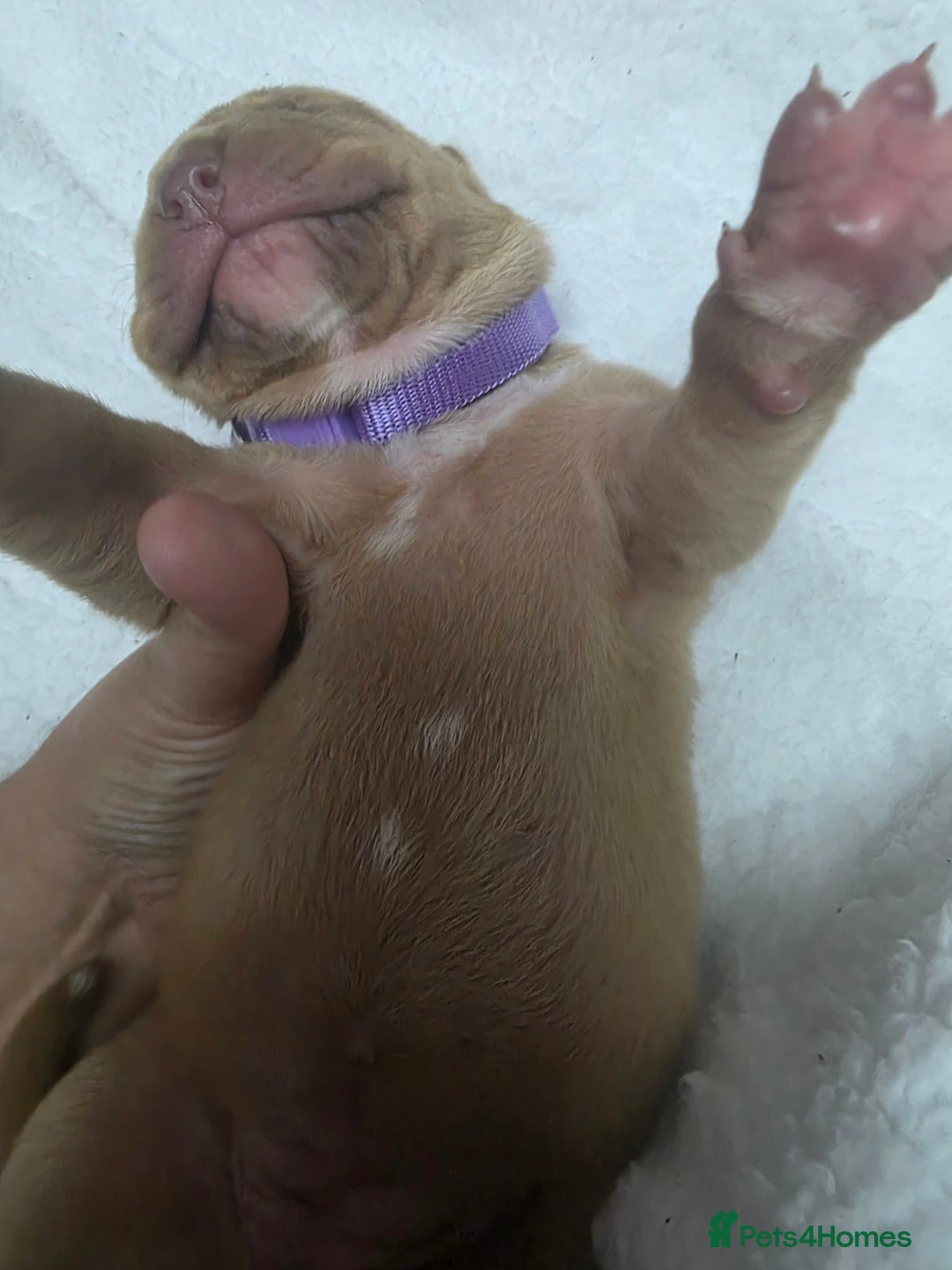 Mixed Breed dogs for sale: Dogue de bordeaux x staff puppies  - Image 11