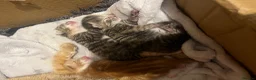 Mixed Breed cats for sale: 3 Adorable kittens available to reserve  - Advert 13