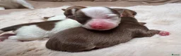 Chihuahua dogs for sale: Gorgeous chihuahua puppies - Advert 3
