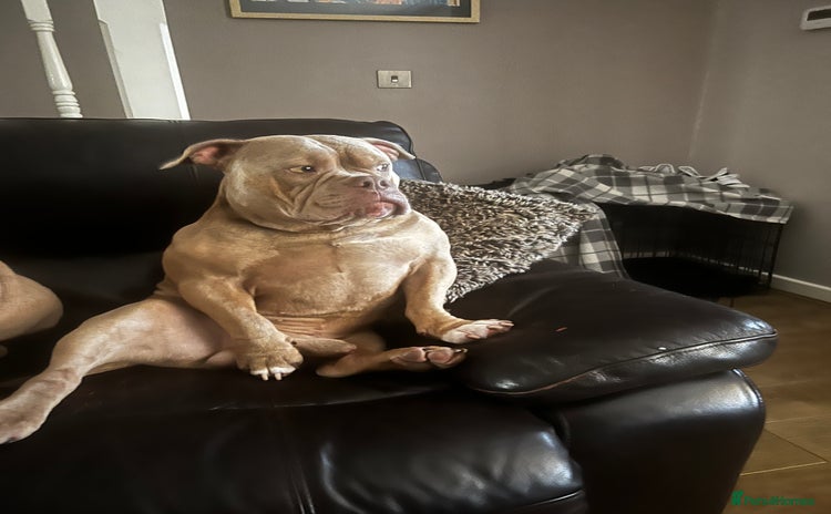 American Bully dogs - Advert 4