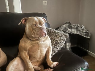 American Bully dogs - Advert 19